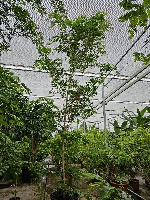 Calliandra haematocephala