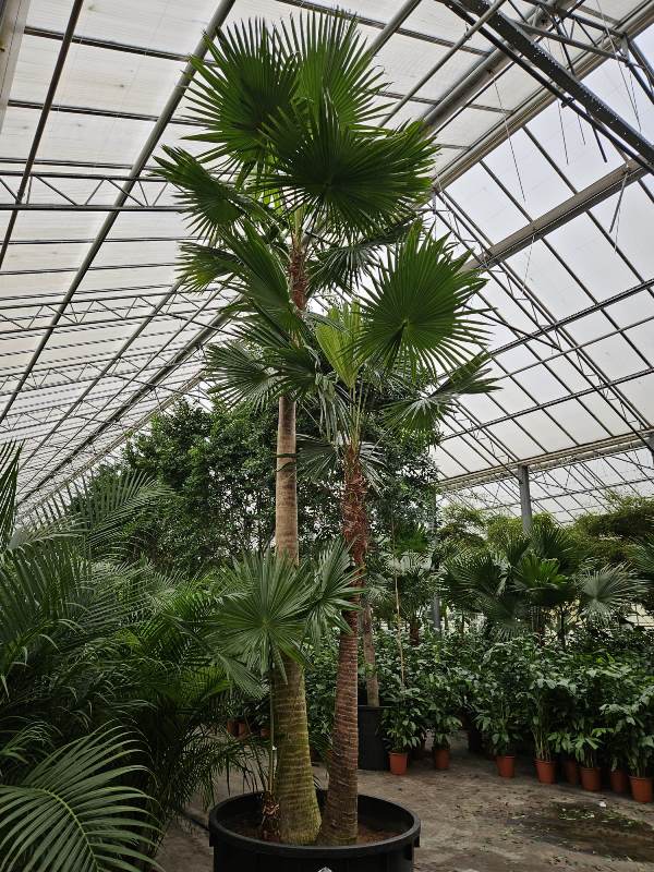 Livistona rotundifolia