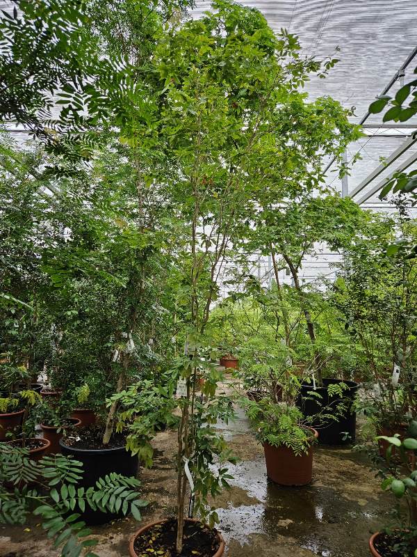 Calliandra emarginata