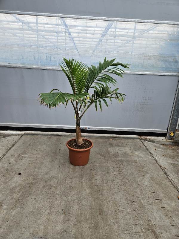 Hyophorbe lagenucaulis