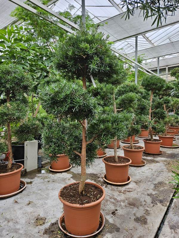 Podocarpus macrophylla