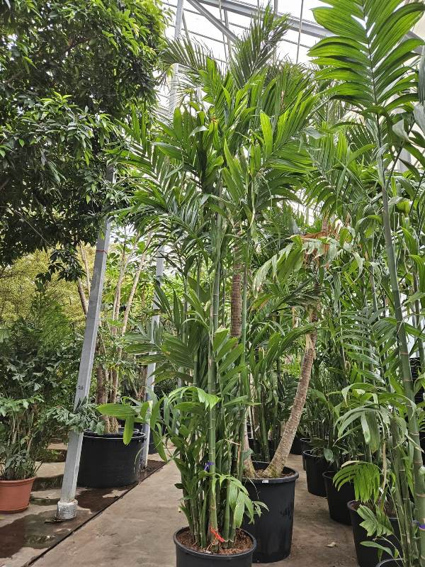 Areca triandra