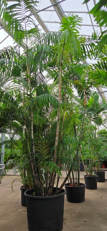 Ptychosperma macarthurii