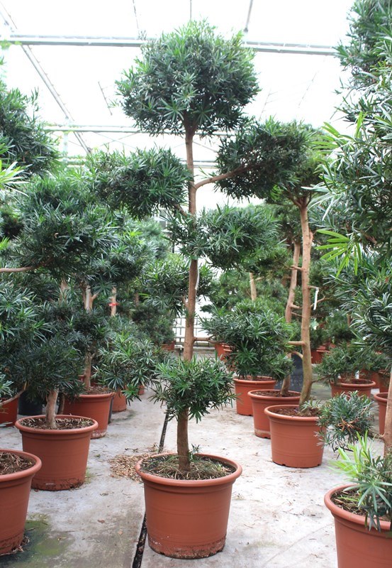 Podocarpus macrophylla