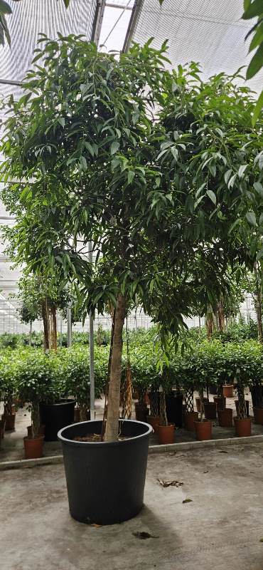 Ficus Alii