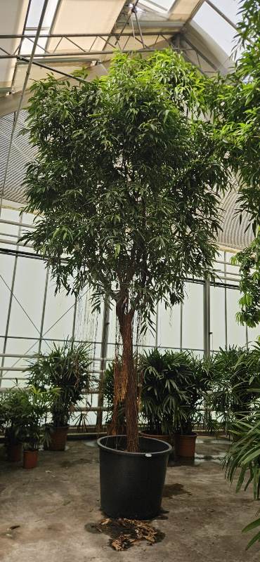 Ficus Alii