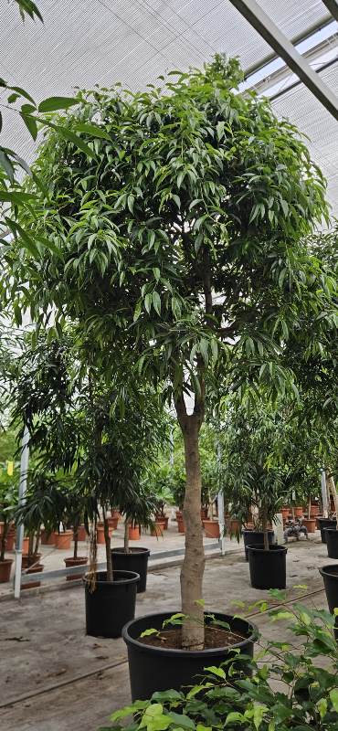 Ficus Alii