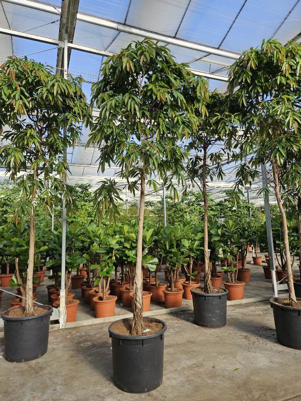 Ficus Amstel King
