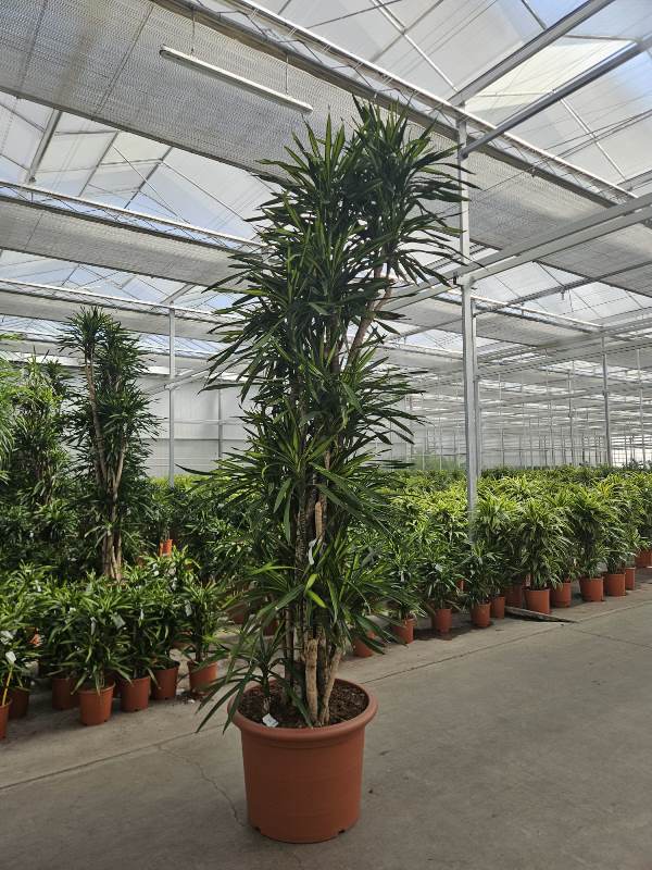 Dracaena Riki
