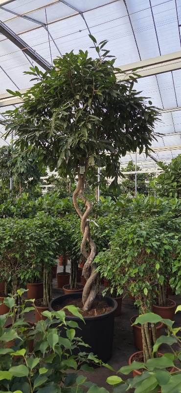 Ficus Amstel King