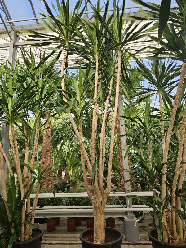 Dracaena Gymea