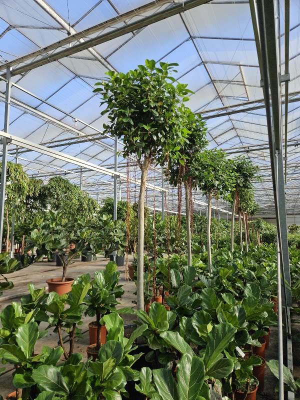 Ficus australis