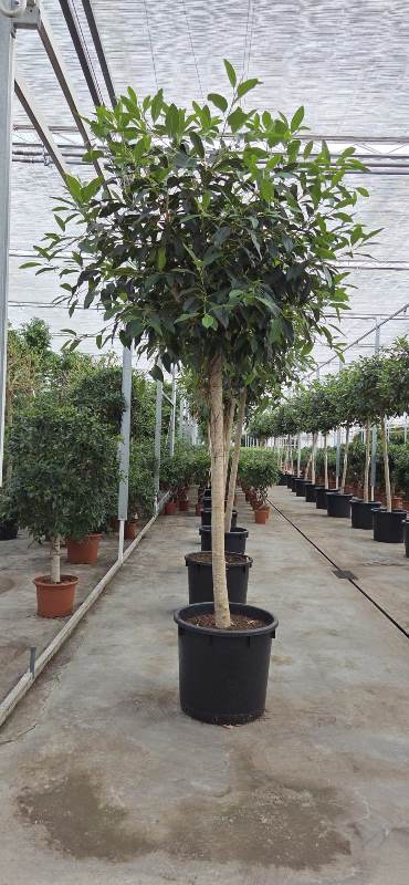 Ficus Belligeri