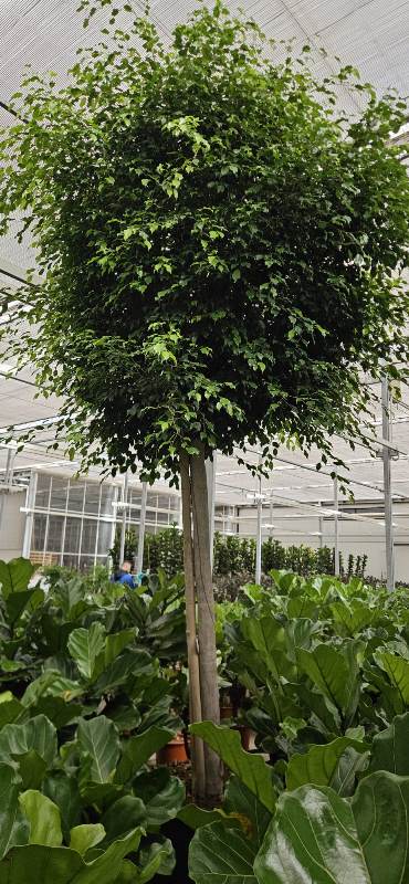 Ficus Exotica