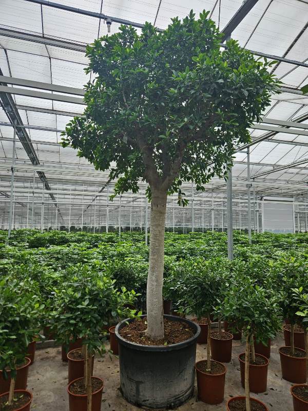 Ficus Nitida