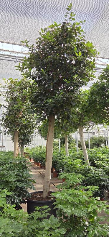 Ficus australis