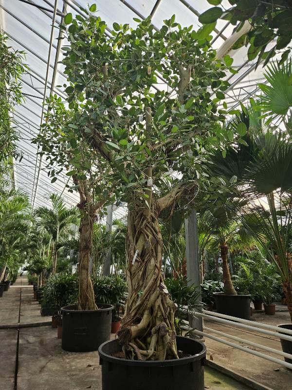 Ficus benghalensis