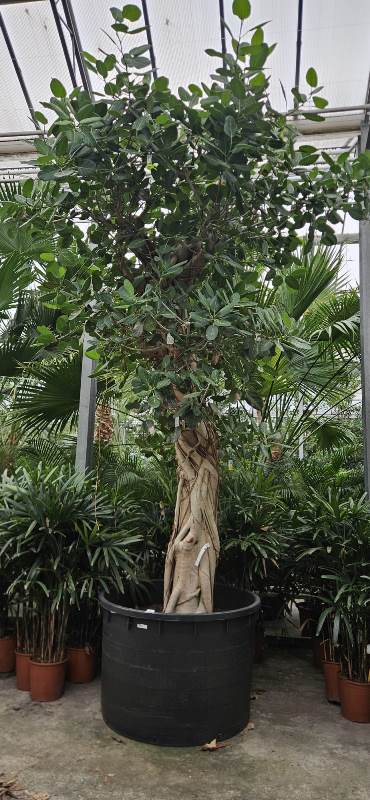Ficus benghalensis
