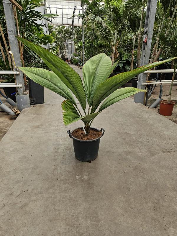 Johannesteijsmannia altifrons