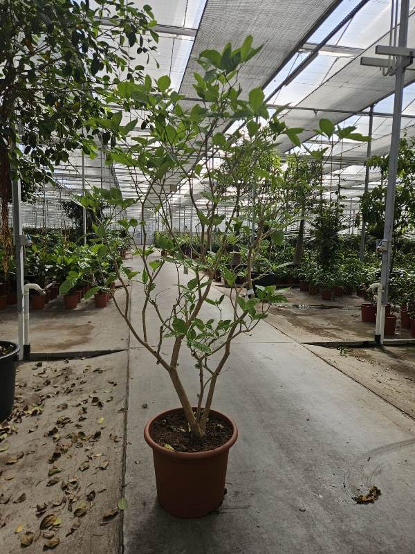 Tabernaemontana corymbosa