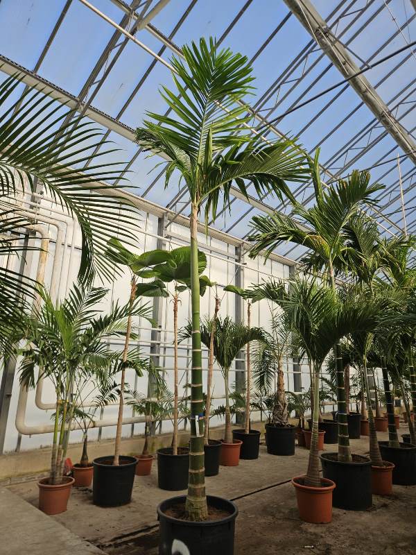 Areca catechu