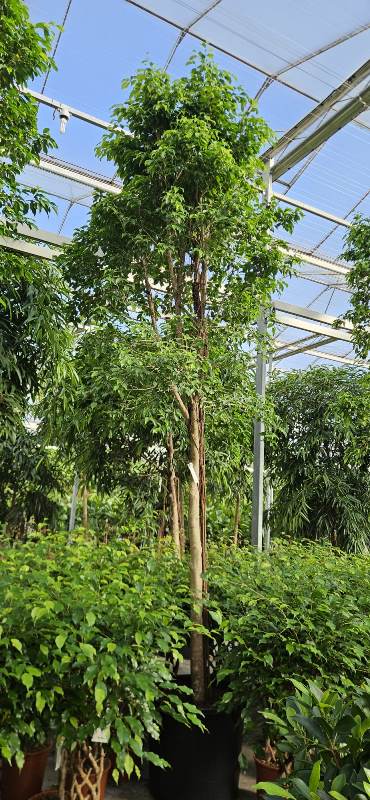 Ficus benjamina Columnar