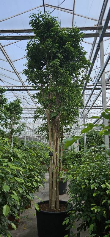 Ficus benjamina Columnar