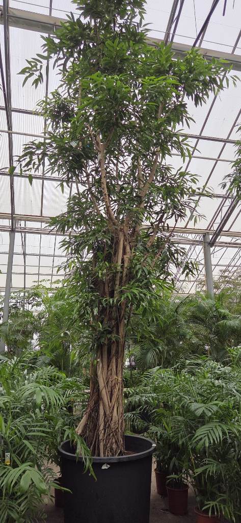Ficus Alii