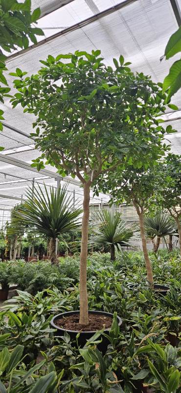 Tabernaemontana corymbosa