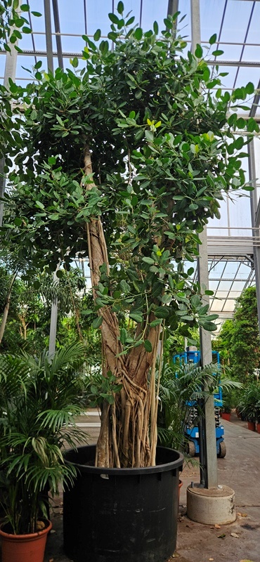 Ficus benghalensis