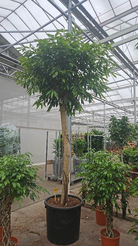 Ficus Amstel King