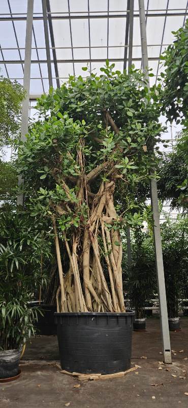Ficus benghalensis