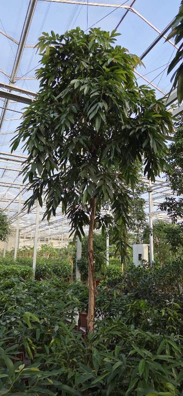 Ficus Amstel King