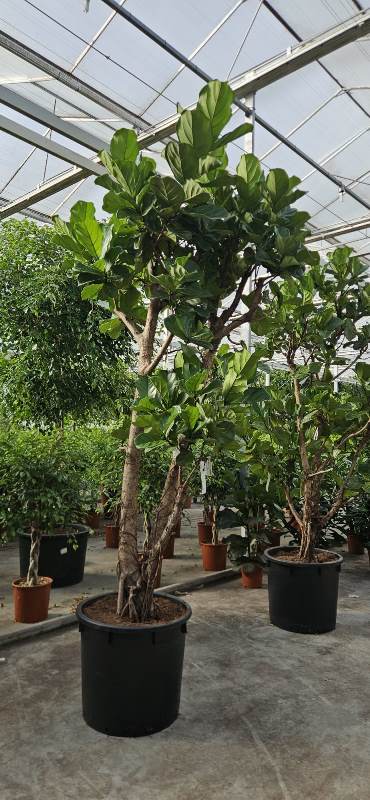 Ficus lyrata