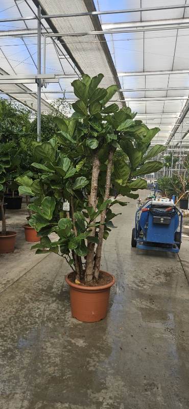 Ficus lyrata