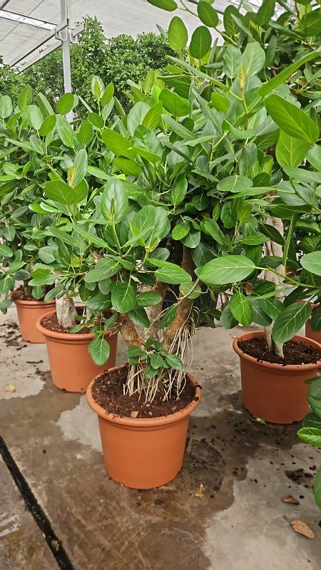 Ficus benghalensis