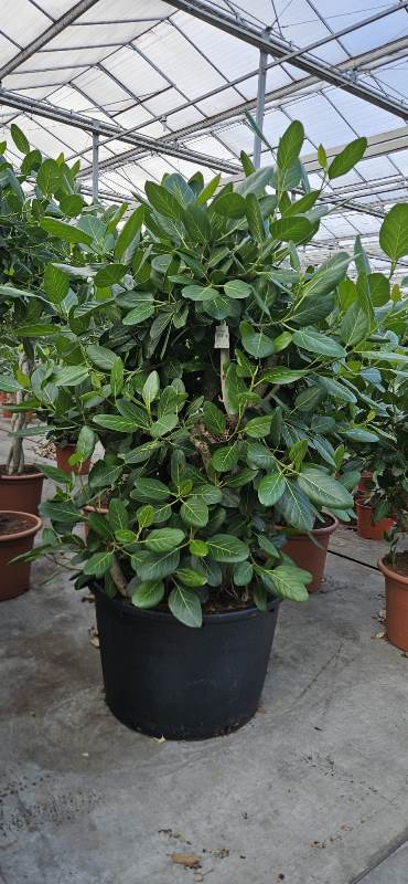 Ficus benghalensis