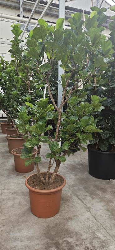 Ficus lyrata Bambino