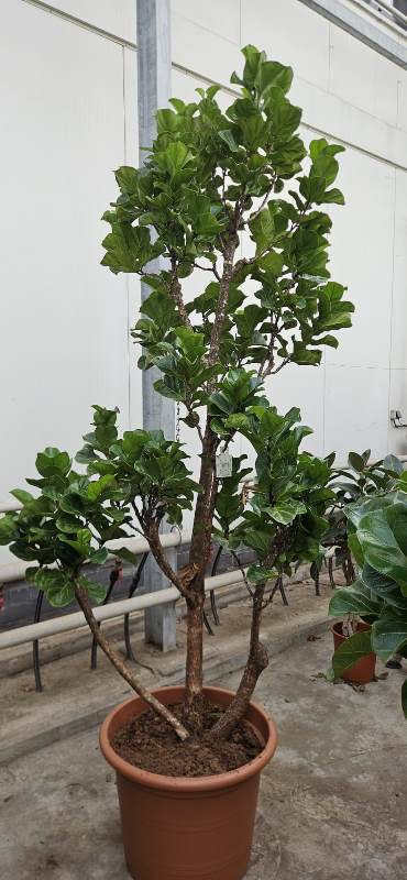 Ficus lyrata Bambino
