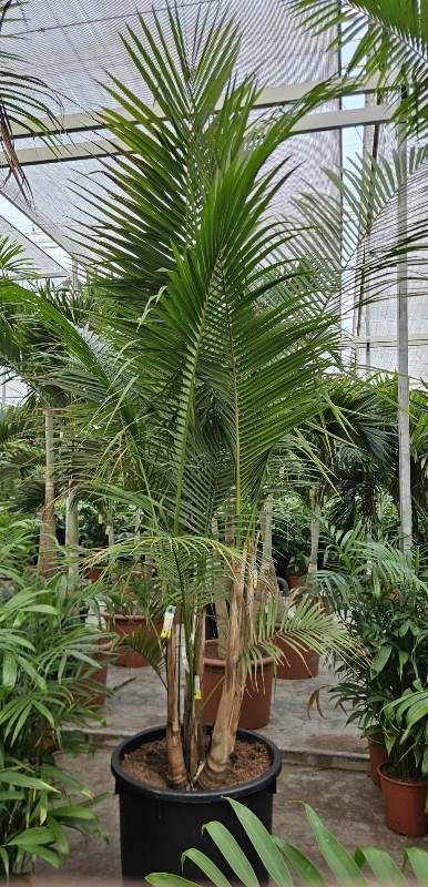 Rhopaloblaste Singaporensis