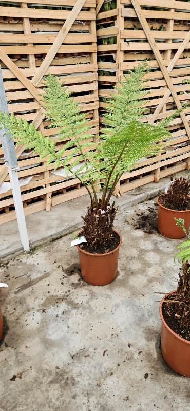 Dicksonia antarctica