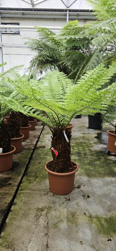 Dicksonia antarctica