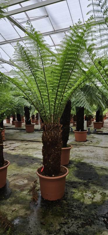 Dicksonia antarctica