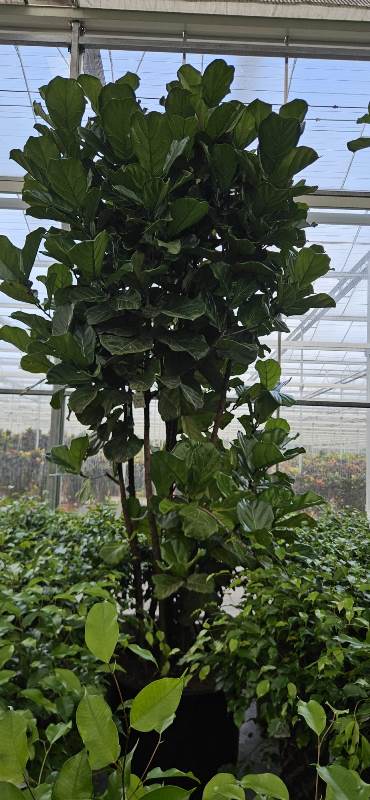 Ficus lyrata