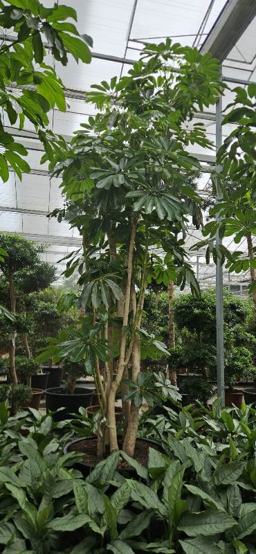 Schefflera Amate