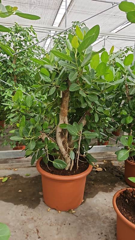 Ficus benghalensis