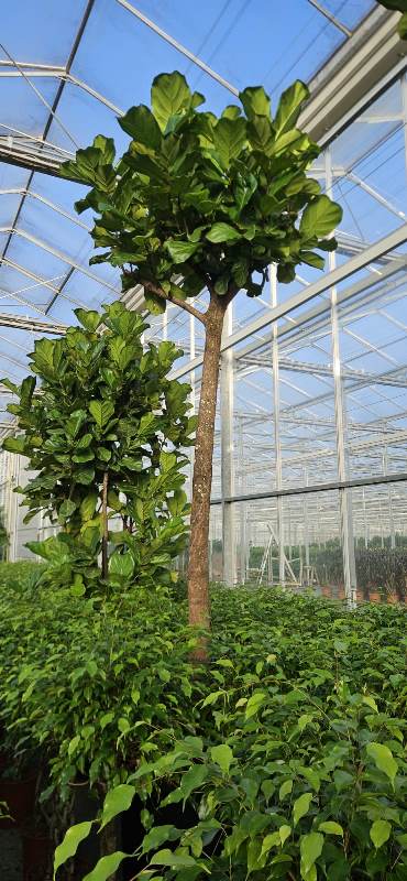 Ficus lyrata