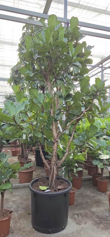 Ficus lyrata