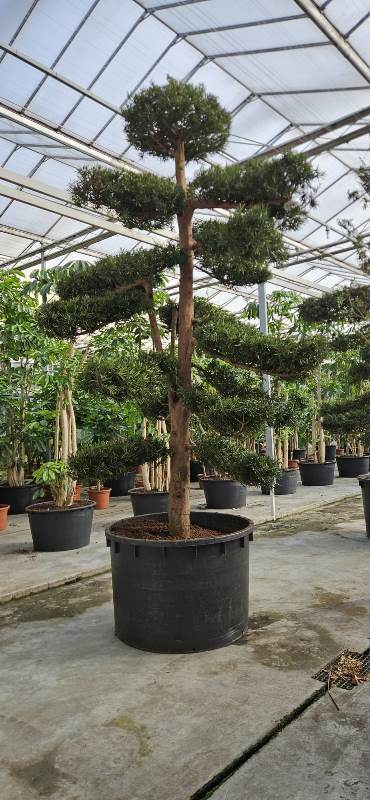 Podocarpus macrophylla