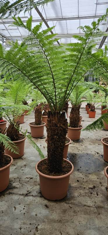 Dicksonia antarctica